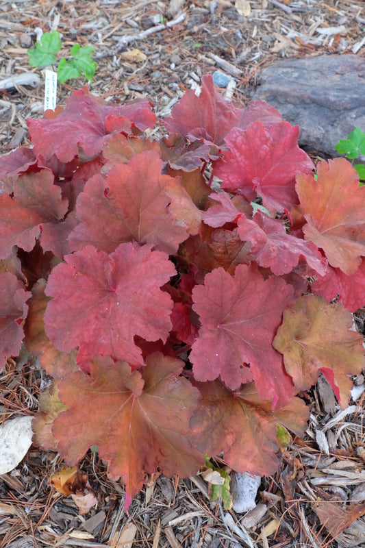 Image of Heuchera 'Rio' PP 24,273|Juniper Level Botanic Gdn, NC|JLBG