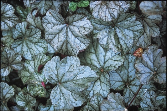 Image of Heuchera 'Silver Shadows'|Juniper Level Botanic Gdn, NC|JLBG