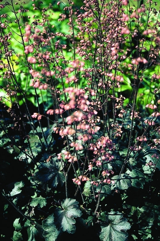 Image of Heuchera 'Vesuvius' PP 13215|Terra Nova Nurseries, OR|