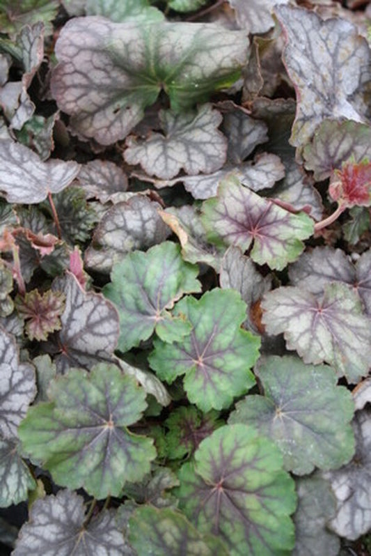 Image of Heuchera longiflora|Juniper Level Botanic Gdn, NC|JLBG