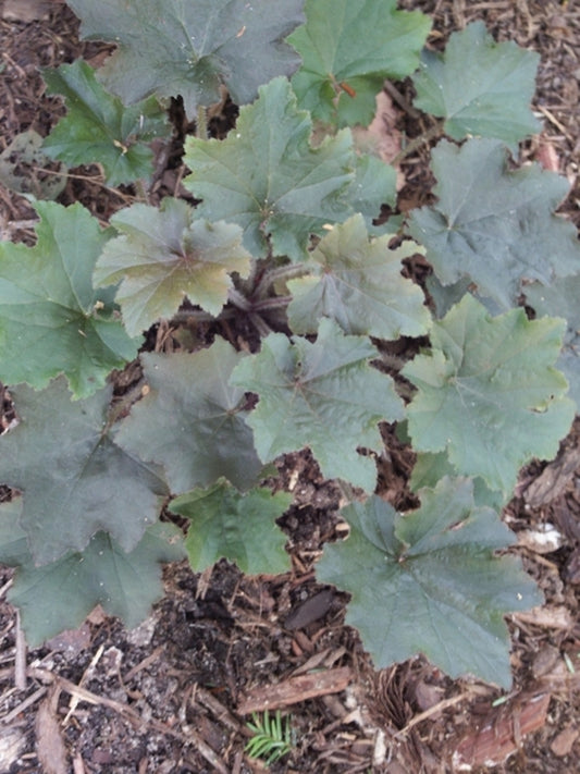 Image of Heuchera villosa 'Bronze Wave'|Juniper Level Botanic Gdn, NC|JLBG