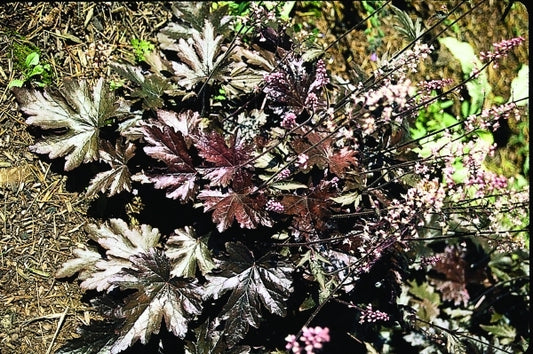 Image of Heucherella 'Burnished Bronze' PP 12159|Terra Nova Nurseries, OR|