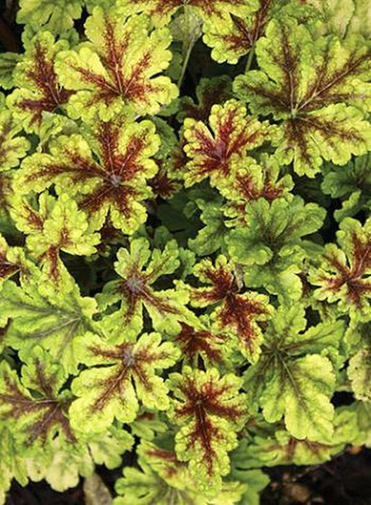 Image of Heucherella 'Gold Zebra' PP 22,104|Juniper Level Botanic Gdn, NC|JLBG