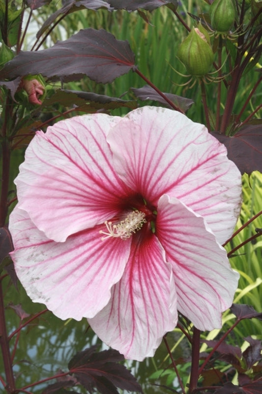 Image of Hibiscus 'Copper Queen' PP 23,941|Juniper Level Botanic Gdn, NC|JLBG