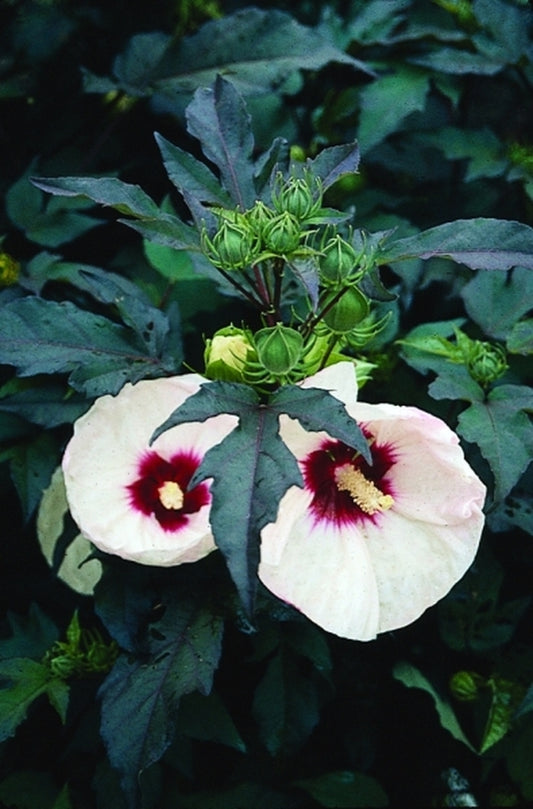 Image of Hibiscus 'Crown Jewels' |Juniper Level Botanic Gdn, NC|JLBG