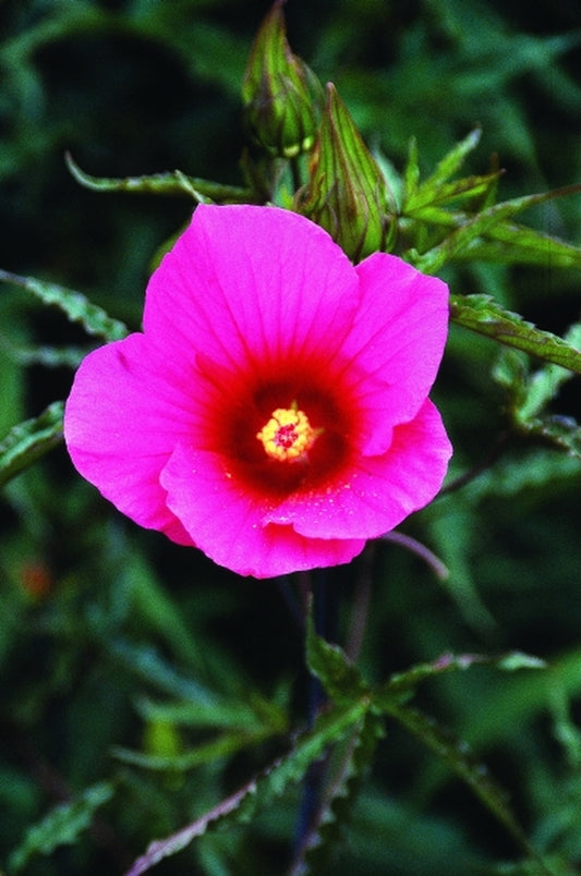 Image of Hibiscus 'Davis Creek'taken at Juniper Level Botanic Gdn, NC by JLBG