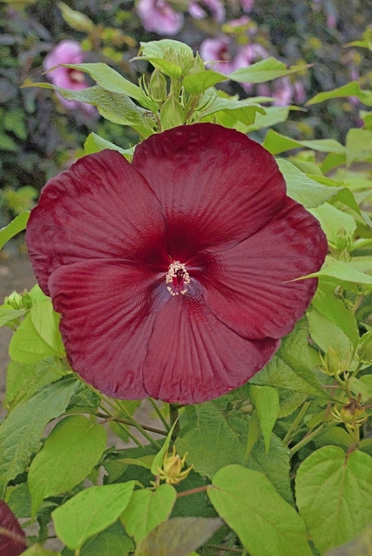 Image of Hibiscus 'Heartthrob' PP 24,760|Walters Gardens, MI|Walters Gardens