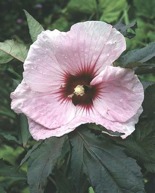 Image of Hibiscus 'Kopper King' PP 10,793|Juniper Level Botanic Gdn, NC|JLBG