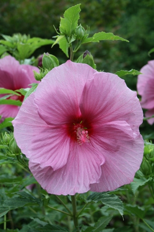 Image of Hibiscus 'Plum Crazy' PP 11,854|Juniper Level Botanic Gdn, NC|JLBG