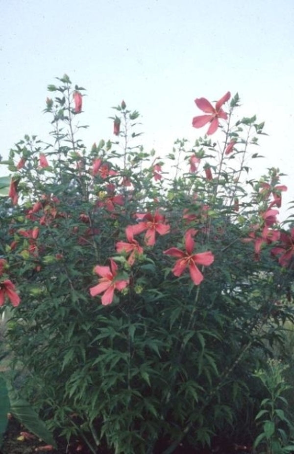 Image of Hibiscus 'Red Flyer'taken at Juniper Level Botanic Gdn, NC by JLBG
