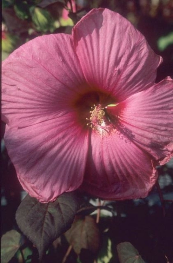 Image of Hibiscus 'Royal Gems' PP 11,011|Juniper Level Botanic Gdn, NC|JLBG