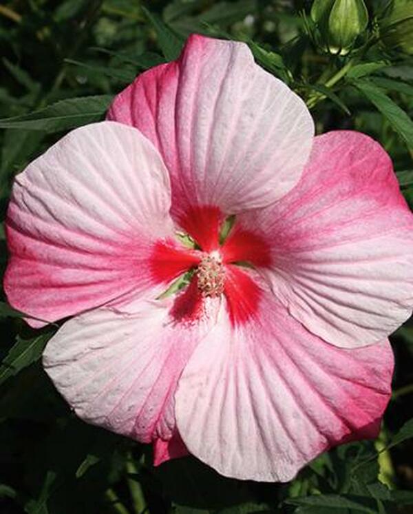 saucer hibiscus plant Learn about Hibiscus 'Turn of the Century' | Turn of the Century Hardy Mallow