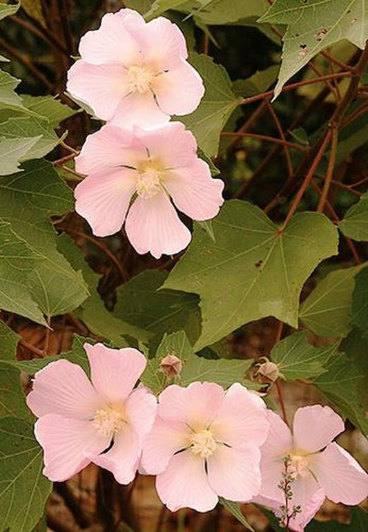 Image of Hibiscus makinoi|Juniper Level Botanic Gdn, NC|JLBG