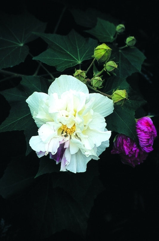 Image of Hibiscus mutabilis 'Plena'|Juniper Level Botanic Gdn, NC|JLBG