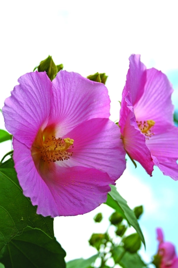 Image of Hibiscus mutabilis 'Shanghai Pink'|Juniper Level Botanic Gdn, NC|JLBG