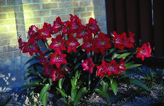 Image of Hippeastrum x 'Ackermanii'|Church, Brownsville, TX|S. Ogden