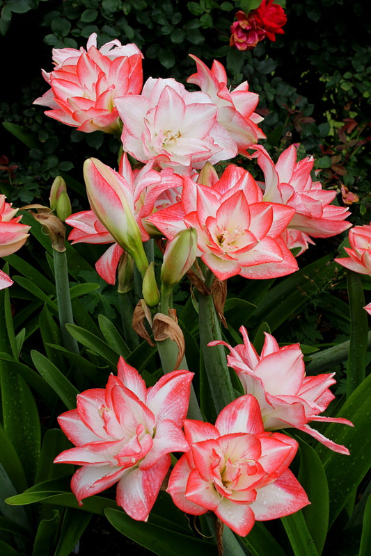 Image of Hippeastrum 'Blossom Peacock'taken at Juniper Level Botanic Gdn, NC by JLBG