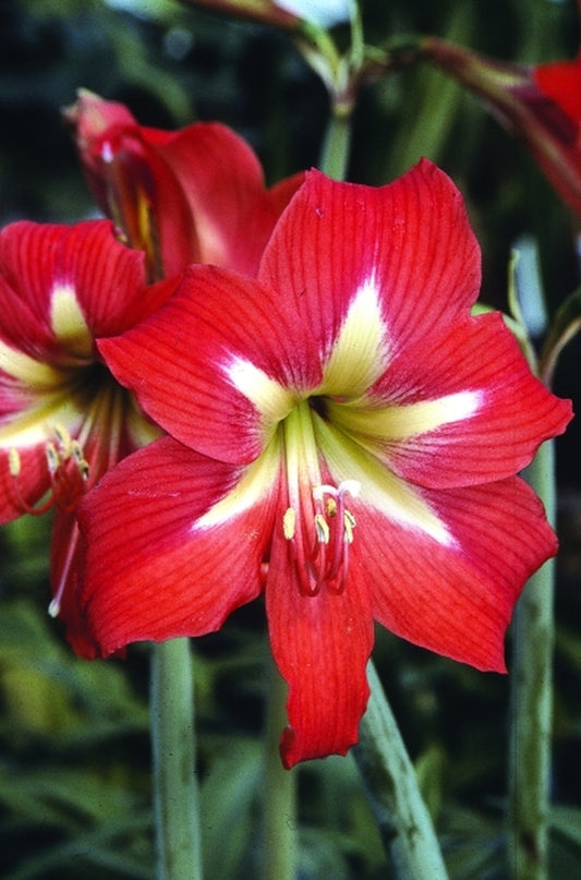 Image of Hippeastrum 'Voodoo'|Juniper Level Botanic Gdn, NC|JLBG