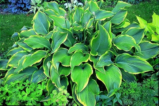Image of Hosta 'Abba Dabba Do'|R. Herold Gdn, MA|