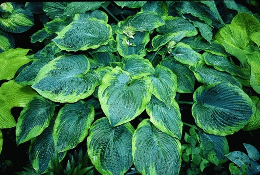 Image of Hosta 'Abiqua Moonbeam'|D. Dean Gdn, MN|