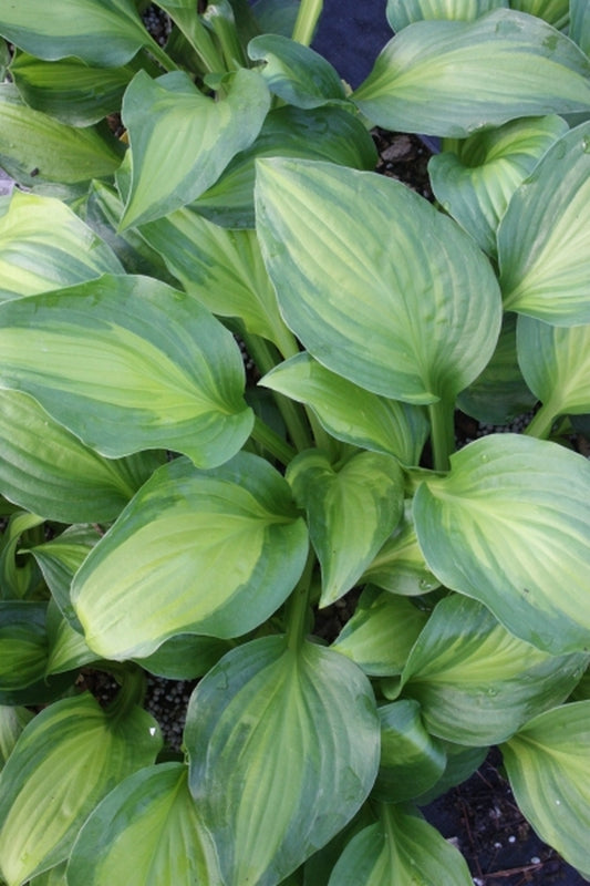 Image of Hosta 'Adorable' PPAF|Juniper Level Botanic Gdn, NC|JLBG