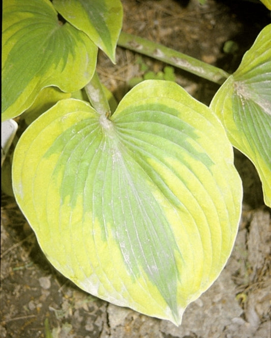 Image of Hosta 'Afternoon Delight'|Q & Z Nsy, IL|Q&Z Nursery