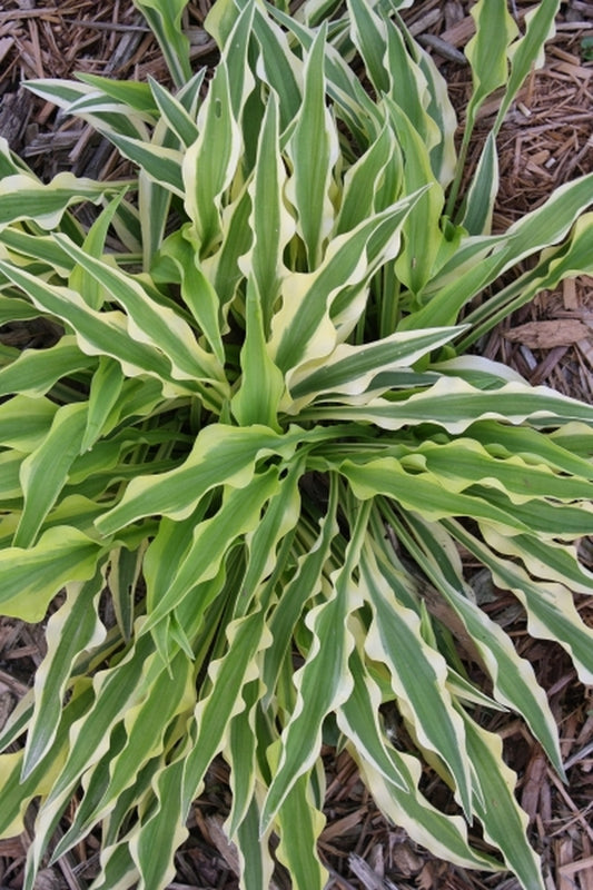 Image of Hosta 'Alakazaam' PPAF||