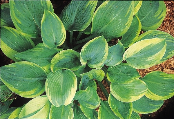 Image of Hosta 'Alex Summers'|P. Stygall Gdn, IN|