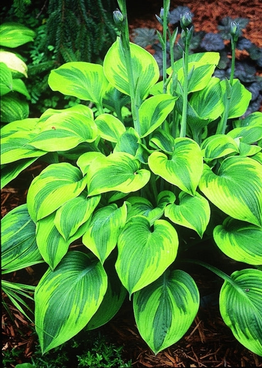 Image of Hosta 'Alex Summers'|P. Stygall Gdn, IN|