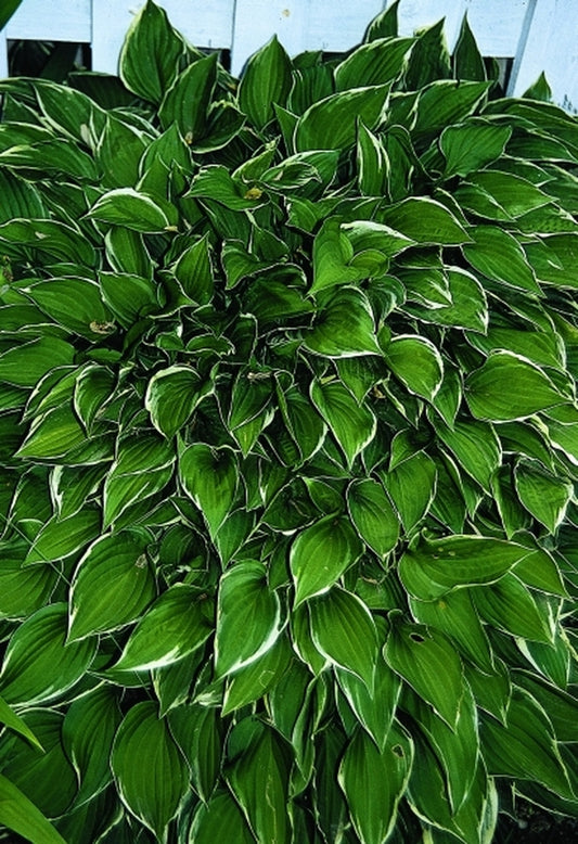 Image of Hosta 'Allan P. McConnell'|R. Herold Gdn, MA|