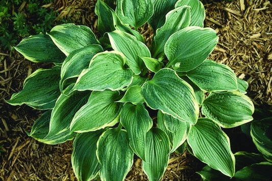 Image of Hosta 'Alligator Shoes'|P. Stygall Gdn, IN|