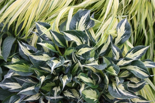 Image of Hosta 'American Hero' PP 23,587|Walters Gardens, MI|Walters Gardens