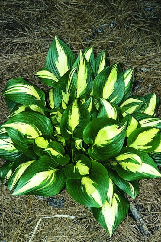 Image of Hosta 'American Sweetheart'taken at Juniper Level Botanic Gdn, NC by JLBG