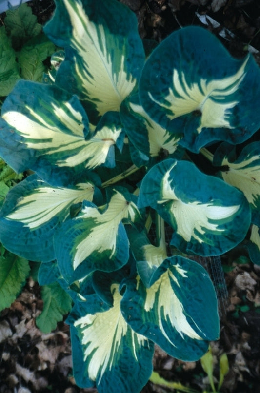 Image of Hosta 'Andrew'|H. Hansen Gdn, MN|