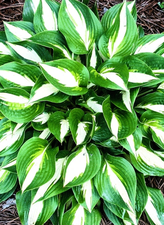 Image of Hosta 'Ann Kulpa'|Juniper Level Botanic Gdn, NC|JLBG