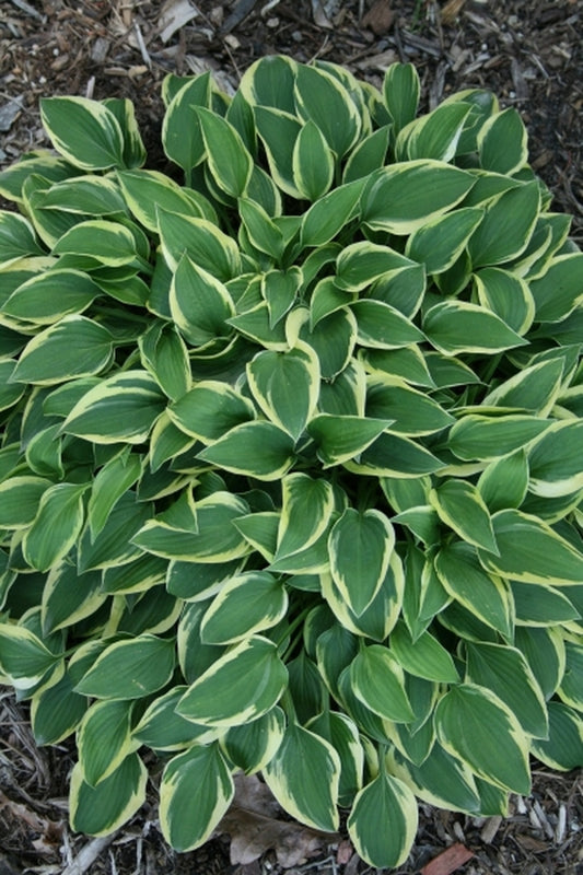 Image of Hosta 'Appetizer'|Juniper Level Botanic Gdn, NC|JLBG