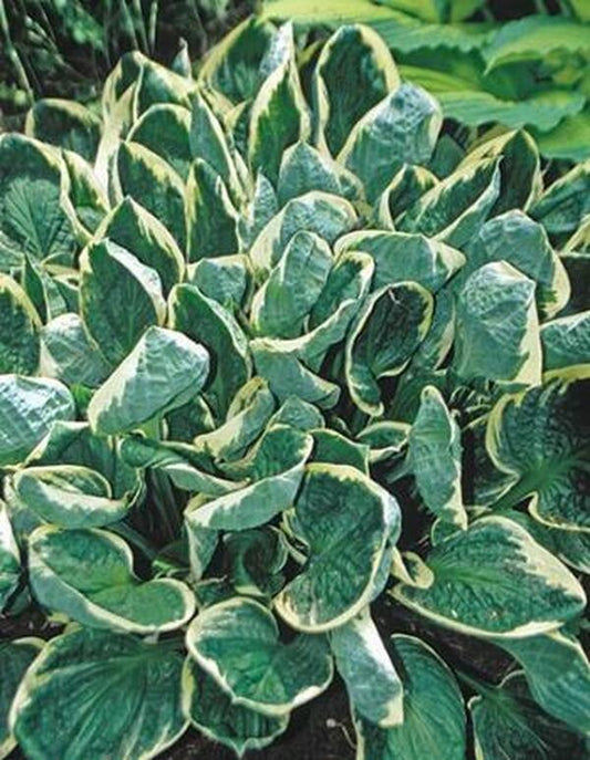 Image of Hosta 'Applause'|H. Hansen Gdn, MN|