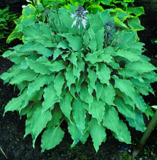 Image of Hosta 'Arctic Blast'|Walters Gardens, MI|H. Hansen