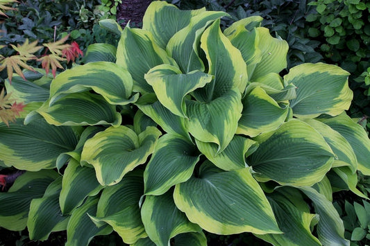 Image of Hosta 'Atlantis' PP 17,093|H. Hansen Gdn, MI|JLBG