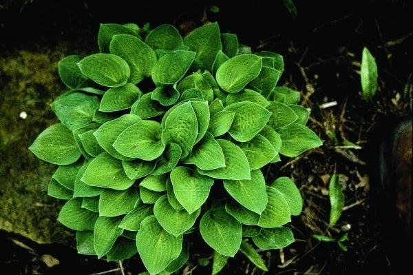 Image of Hosta 'Baby Bunting'|H. Hansen Gdn, MN|H. Hansen
