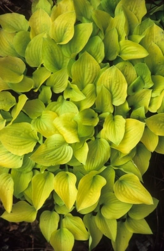 Image of Hosta 'Banana Puddin'taken at Juniper Level Botanic Gdn, NC by JLBG