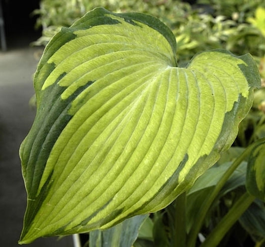 Image of Hosta 'Beckoning' PP 18,371|Walters Gardens, MI|www.perennialresource.com