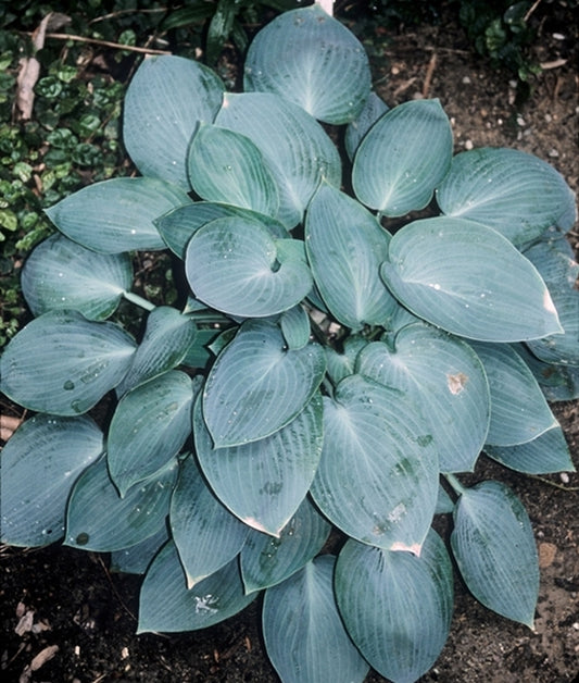 Image of Hosta 'Blue Jay'|Juniper Level Botanic Gdn, NC|JLBG