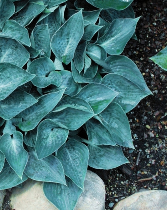 Image of Hosta 'Blue Lollipop'|Brashear Gdn, CT|C. Brashear
