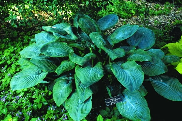 Image of Hosta 'Blue Mammoth'|Minnesota Landscape Arboretum, MN|