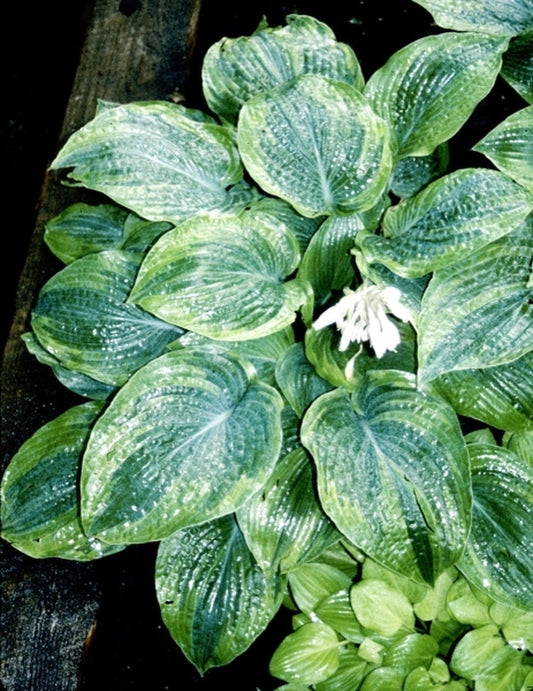 Image of Hosta 'Blue River'|Klehm Nsy, IL|