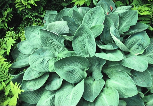Image of Hosta 'Blue Vision'|Dickinson Gdn, IN|