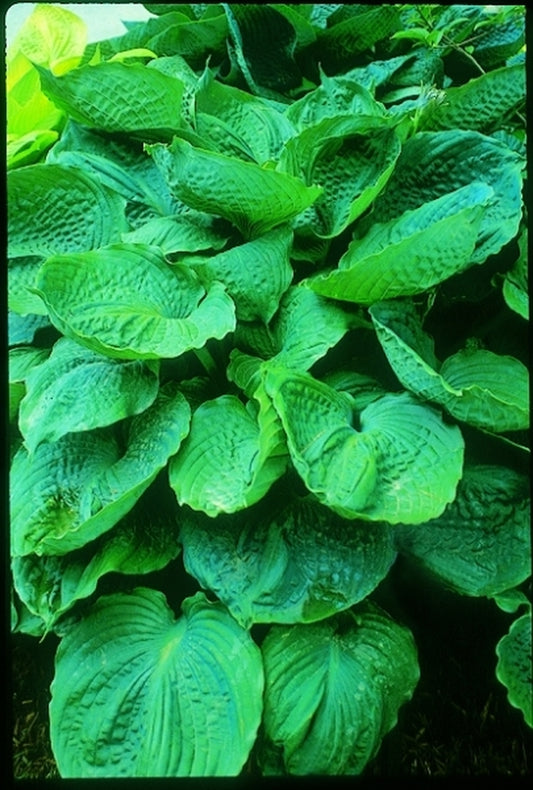 Image of Hosta 'Bold Ruffles'|V. Wade Gdn, OH|