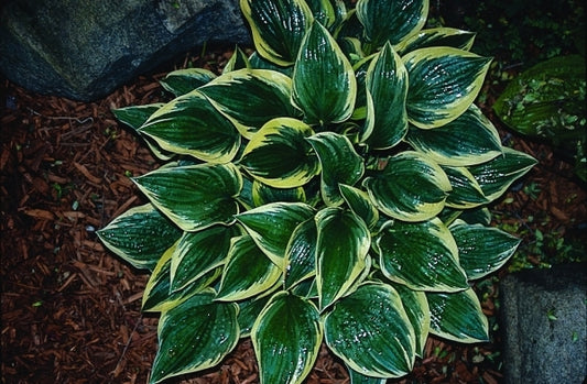 Image of Hosta 'Border Bandit'|E. Elslager Gdn, MI|