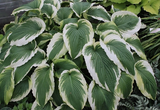 Image of Hosta 'Bridal Falls' PPAF|Walters Gardens, MI|